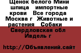 Щенок белого Мини шпица , импортные крови - Все города, Москва г. Животные и растения » Собаки   . Свердловская обл.,Ивдель г.